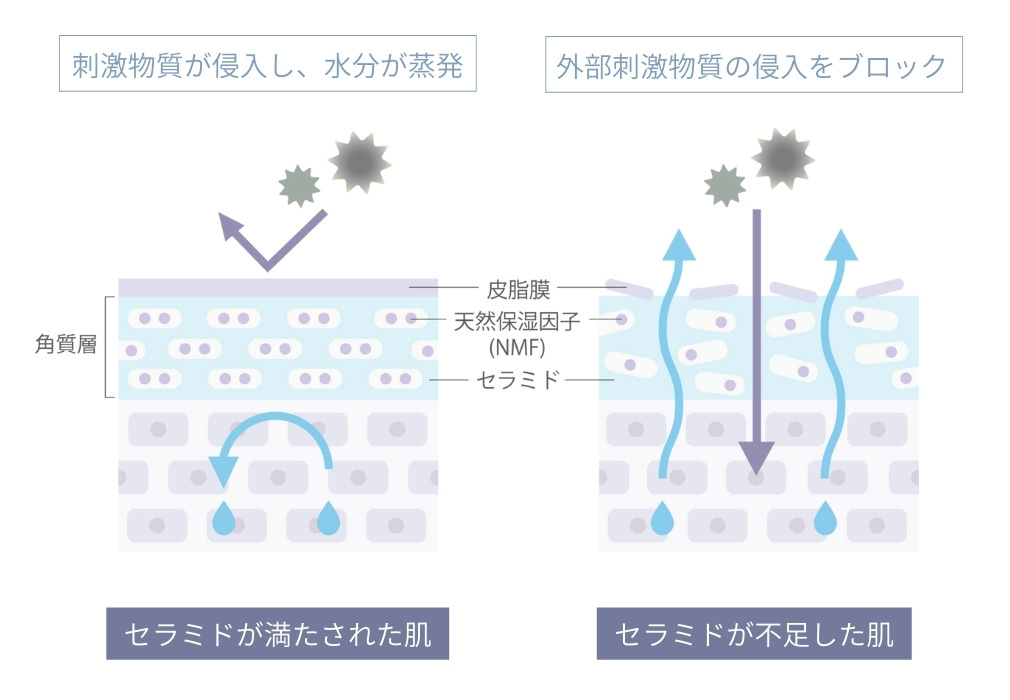肌の乾燥とセラミドの関係のイメージ