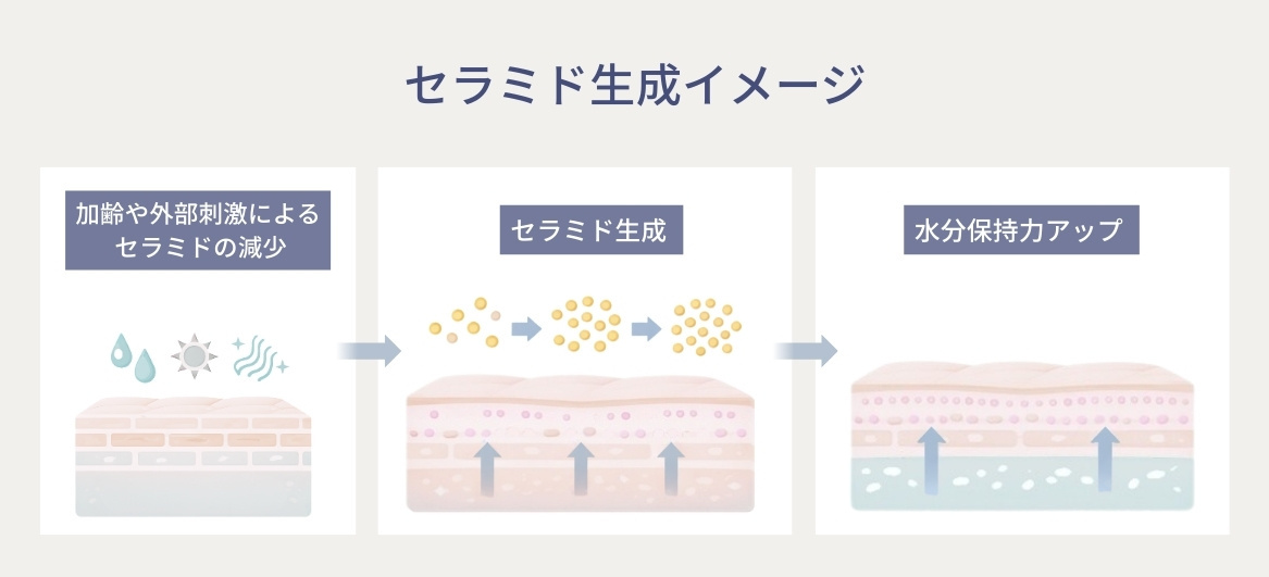 セラミド生成に関する画像